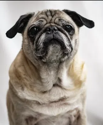 the pug puggles image