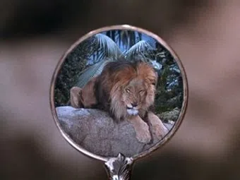 zamba image
