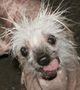 rascal the world's ugliest dog image