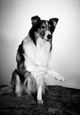 lassie the dog image