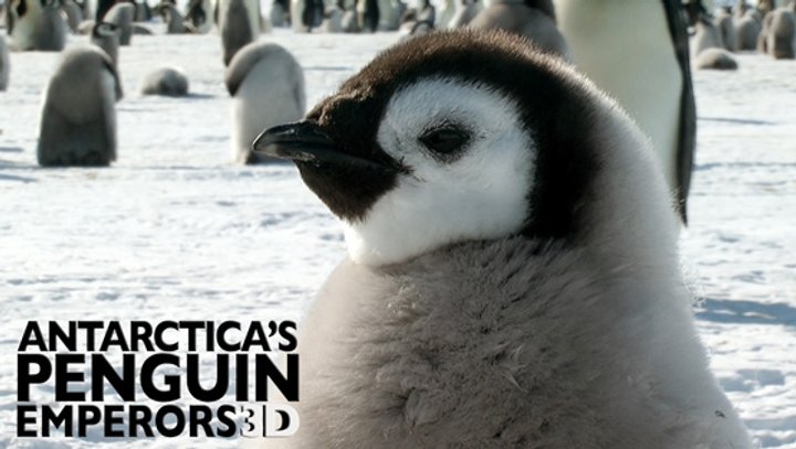 Antarctica's Penguin Emperors 3d (2013) Poster