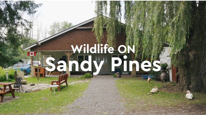 Wildlife On: Sandy Pines Poster