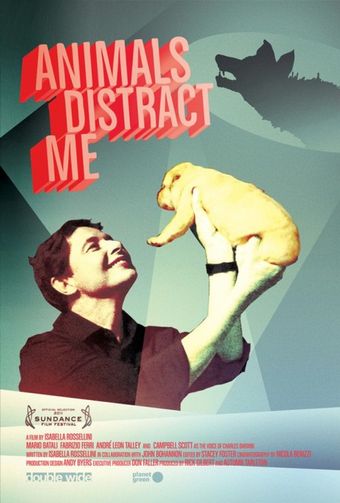 animals distract me 2011 poster