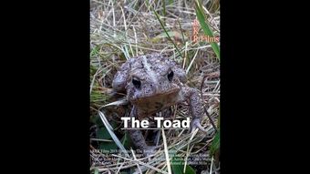 the toad 2019 poster