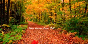 when autumn leaves fall poster