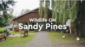 wildlife on: sandy pines poster