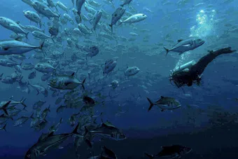 expedition malpelo seamounts 2022 poster